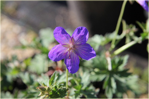 Bodziszek kantabryjski Cambridge Geranium cantabrigiense