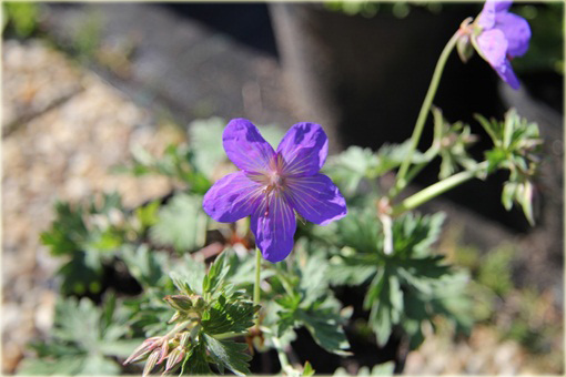 Bodziszek kantabryjski Cambridge Geranium cantabrigiense
