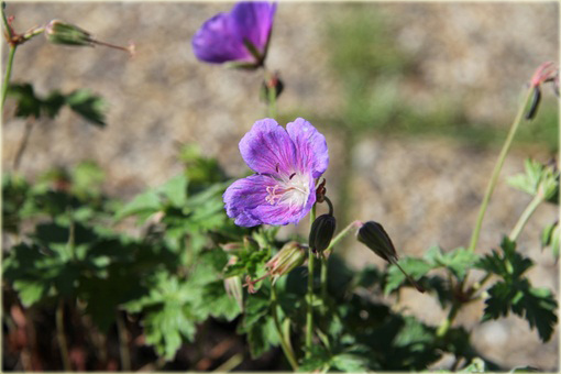 Bodziszek kantabryjski Cambridge Geranium cantabrigiense