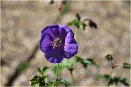 Bodziszek kantabryjski Cambridge Geranium cantabrigiense