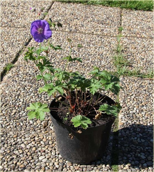 Bodziszek kantabryjski Cambridge Geranium cantabrigiense