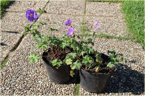 Bodziszek kantabryjski Cambridge Geranium cantabrigiense