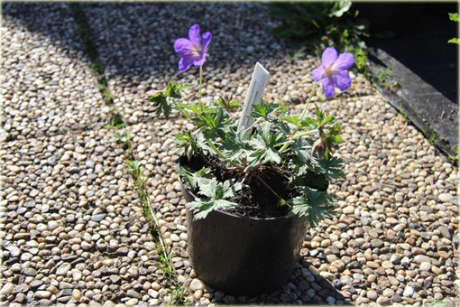 Bodziszek kantabryjski Cambridge Geranium cantabrigiense