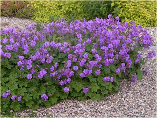Bodziszek kantabryjski Cambridge Geranium cantabrigiense