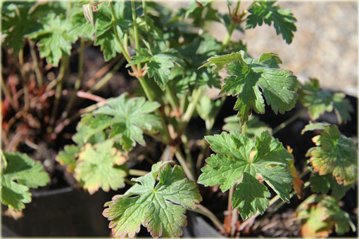 Bodziszek kantabryjski Cambridge Geranium cantabrigiense