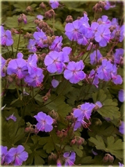 Bodziszek kantabryjski Cambridge Geranium cantabrigiense