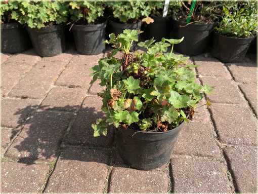 Bodziszek korzeniasty Geranium macrorrhizum