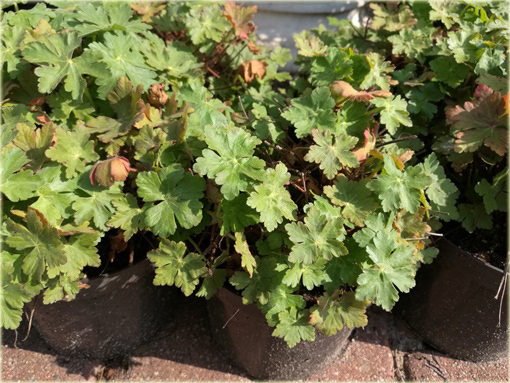 Bodziszek korzeniasty Geranium macrorrhizum