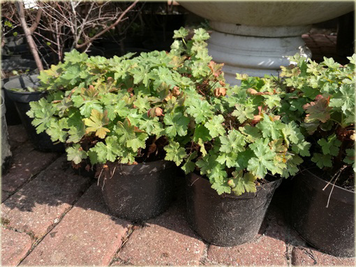 Bodziszek korzeniasty Geranium macrorrhizum