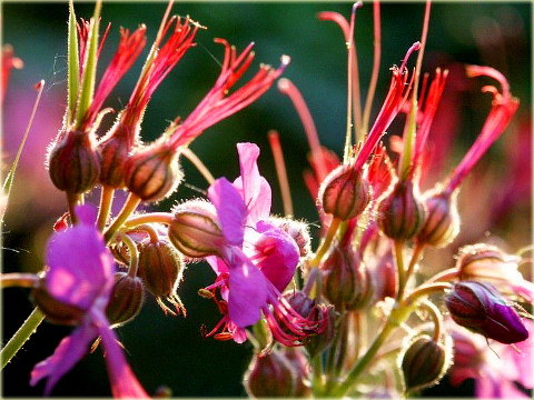 Bodziszek korzeniasty Geranium macrorrhizum