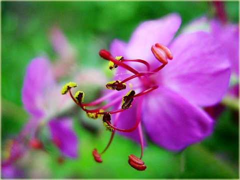 Bodziszek korzeniasty Geranium macrorrhizum