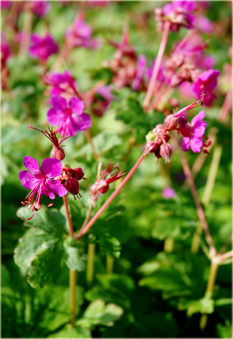 Bodziszek korzeniasty Geranium macrorrhizum