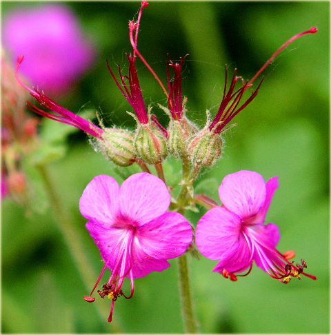 Bodziszek korzeniasty Geranium macrorrhizum