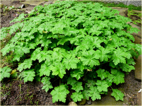 Bodziszek korzeniasty Geranium macrorrhizum