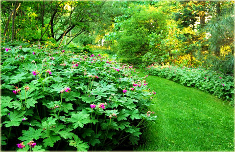 Bodziszek korzeniasty Geranium macrorrhizum