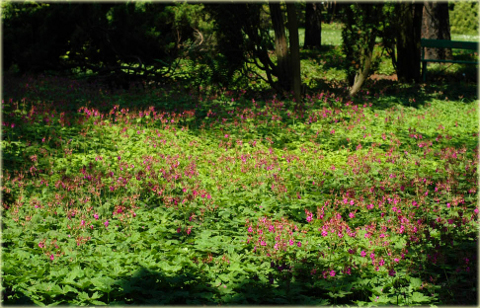 Bodziszek korzeniasty Geranium macrorrhizum