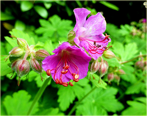 Bodziszek korzeniasty Geranium macrorrhizum