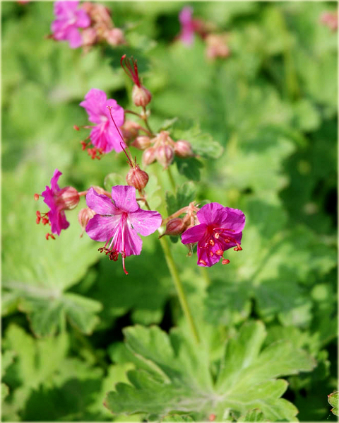 Bodziszek korzeniasty Geranium macrorrhizum