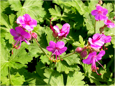 Bodziszek korzeniasty Geranium macrorrhizum