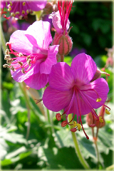 Bodziszek korzeniasty Geranium macrorrhizum