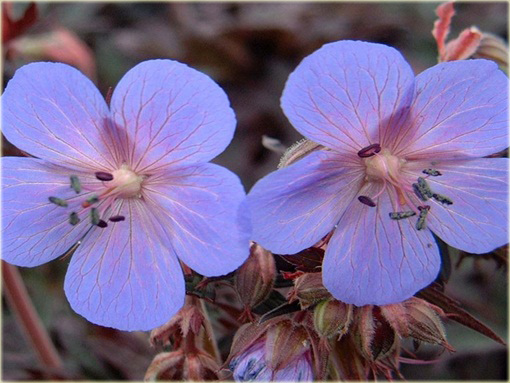 Bodziszek Łąkowy Black Beauty Geranium pratense