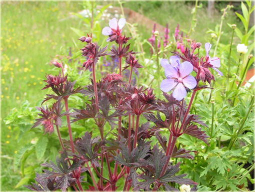 Bodziszek Łąkowy Black Beauty Geranium pratense