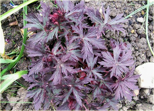 Bodziszek Łąkowy Black Beauty Geranium pratense