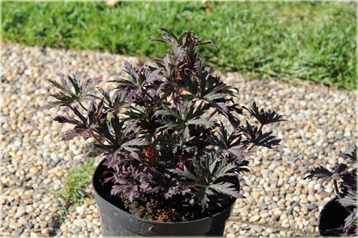 Bodziszek Łąkowy Black Beauty Geranium pratense