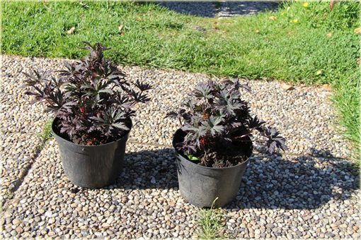 Bodziszek Łąkowy Black Beauty Geranium pratense