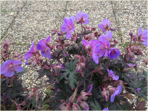 Bodziszek Łąkowy Black Beauty Geranium pratense