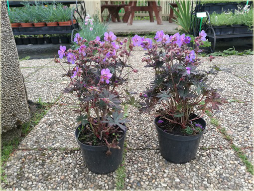 Bodziszek Łąkowy Black Beauty Geranium pratense
