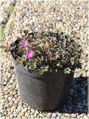 Bodziszek Orkney Cherry Geranium oxonianum