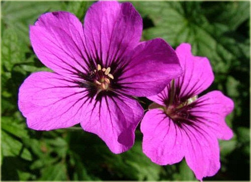 Bodziszek Patricia Geranium Patricia