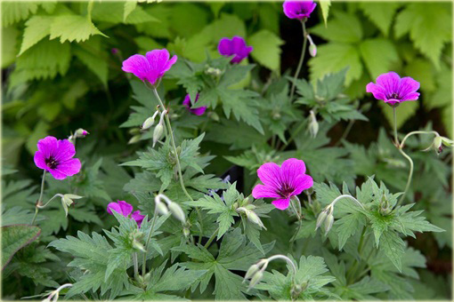 Bodziszek Patricia Geranium Patricia