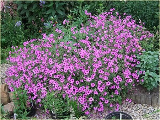 Bodziszek Patricia Geranium Patricia