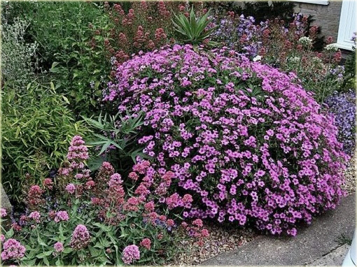 Bodziszek Patricia Geranium Patricia