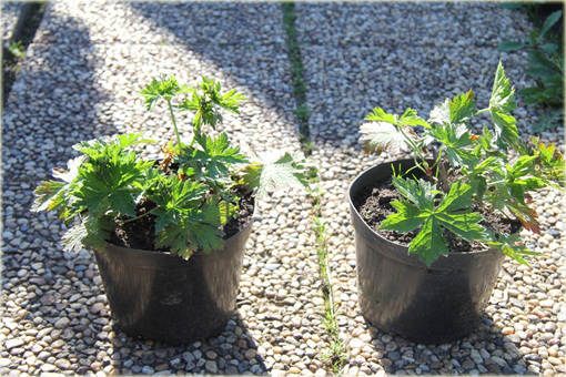 Bodziszek Patricia Geranium Patricia