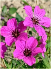 Bodziszek Patricia Geranium Patricia