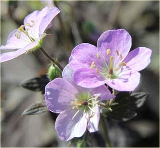 Bodziszek plamisty Espresso Geranium maculatum
