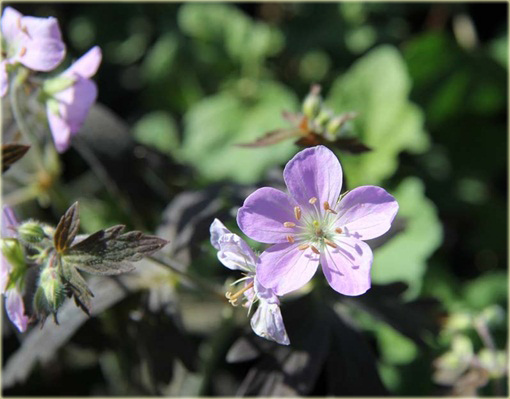 Bodziszek plamisty Espresso Geranium maculatum