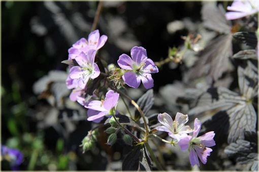 Bodziszek plamisty Espresso Geranium maculatum