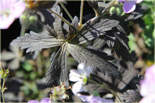 Bodziszek plamisty Espresso Geranium maculatum