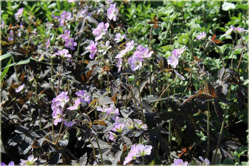 Bodziszek plamisty Espresso Geranium maculatum