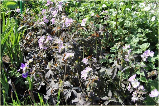 Bodziszek plamisty Espresso Geranium maculatum