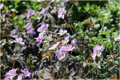 Bodziszek plamisty Espresso Geranium maculatum