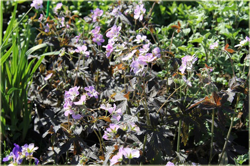 Bodziszek plamisty Espresso Geranium maculatum