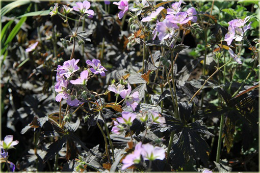 Bodziszek plamisty Espresso Geranium maculatum