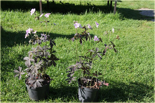 Bodziszek plamisty Espresso Geranium maculatum