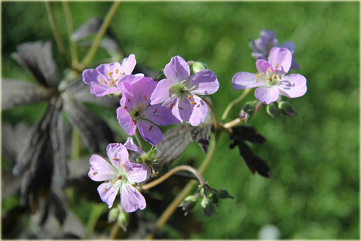 Bodziszek plamisty Espresso Geranium maculatum