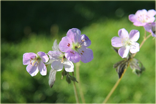 Bodziszek plamisty Espresso Geranium maculatum